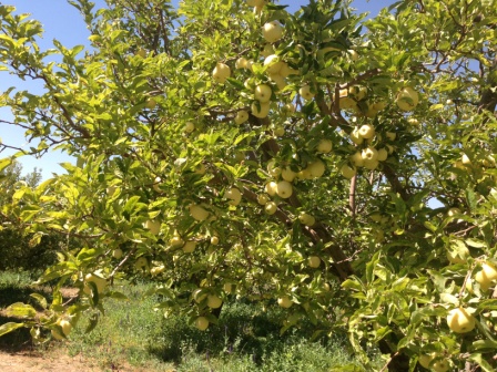 محصولات باغی تازه در سبدهای برداشت